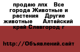 продаю лпх - Все города Животные и растения » Другие животные   . Алтайский край,Славгород г.